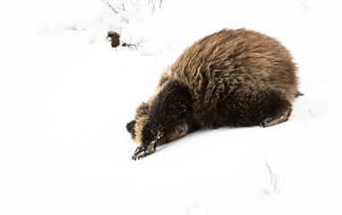 Grizzly bear cubs in the wild