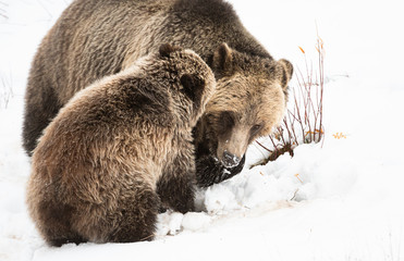 Obraz premium Grizzly bear cubs in the wild