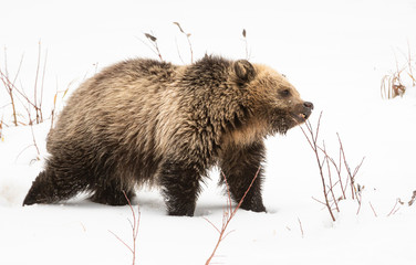 Grizzly bear cubs in the wild