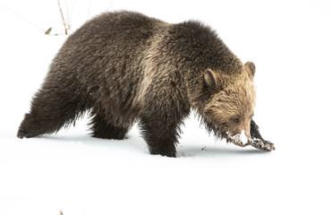Grizzly bear cubs in the wild