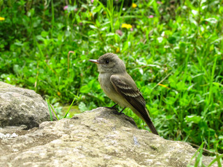 Tropical pewee bird standing on a stone 