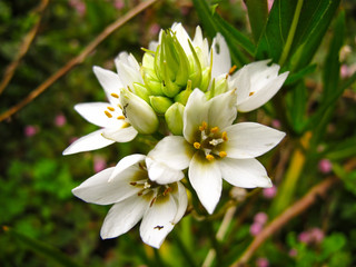 white flower in garden