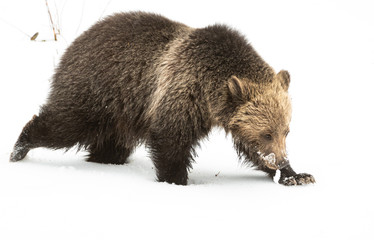 Grizzly bear cubs in the wild