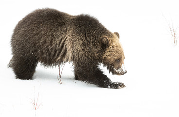 Grizzly bear cubs in the wild