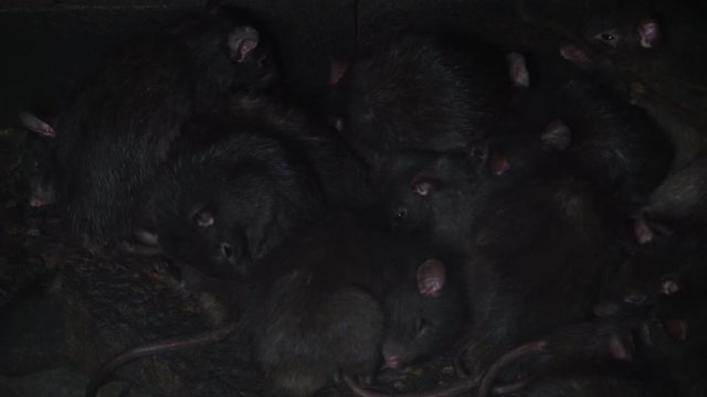 family of black rats together, invasive specie, animal plagues, Rodents from Asia
