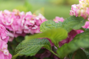 flower in the garden
