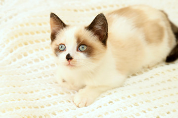 A cute little white-brown kitten, British Shorthair, lies on a soft lace plaid. Small beautiful cat with blue eyes looks up. Pet, lovely animal