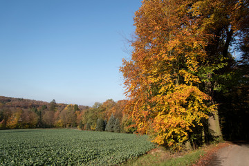 Herbstwanderung im Extertal auf dem Patensteig. Der Weg führt entlang des Siekbach und Rickbach auf schönen idylischen Wegen. Der Wanderweg ist im Naturpark Teutoburgerwald und Eggegebirge.