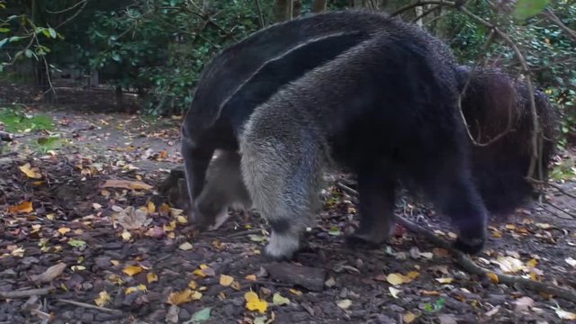 closeup of a giant ant eater looking for food, Vulnerable tropical animal specie from south america