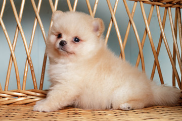 Cute spitz dog puppies .beige colour