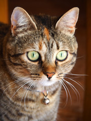 Portrait of a cute brown and white female cat