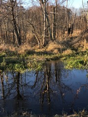 Fototapeta premium reflection of trees in water