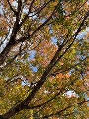 Fototapeta na wymiar November tree with changing leaves