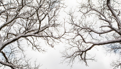 Snow covered tree branches against sky