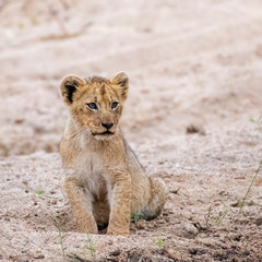 Adorable Lion Cub sitting in the Sand of a Riverbed in South Africa