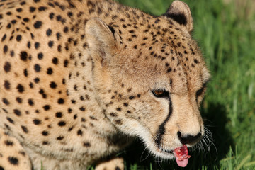 Gepard (Acinonyx jubatus) in Südafrika