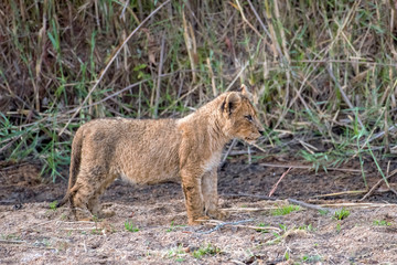 Adorable Lion Cub standing in the Sand of a Riverbed in South Africa