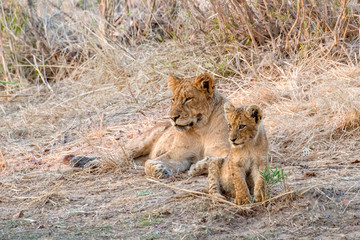Fototapeta na wymiar Lioness Resting in the Early Morning with her Cub in the Grass as the Sun Rises