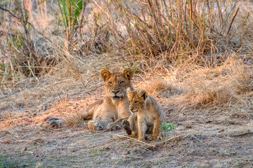Lioness Resting in the Early Morning with her Cub in the Grass as the Sun Rises