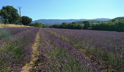Fototapeta na wymiar A summer sunny day in the lavender fields of French Provence region, beautiful and legendary tourist attraction
