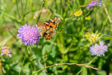 Butterfly on a purple flower on the field. close up