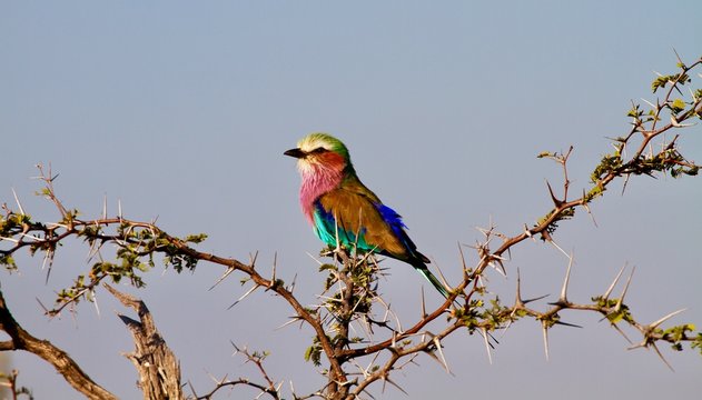 Colorful Lilac-breasted roller bird perched on a branch, Mana Pools National Park, Zimbabwe 