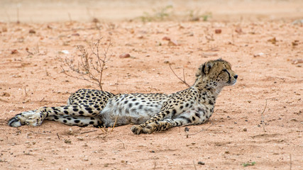 Adult cheetah Lies down on Sandy Savanna in South Africa