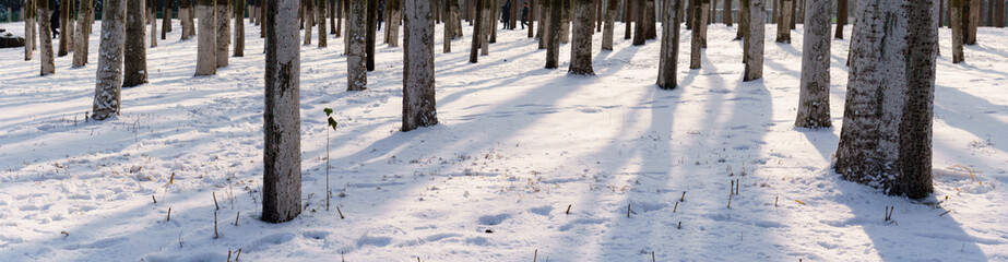 panoramic view of snowy poplar forests