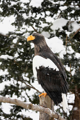オオワシ