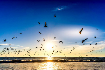 flock of seagulls Flying at Beach over Ocean 