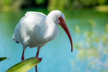 White Ibis in Florida