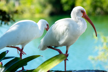 White Ibis in Florida