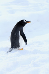 ジェンツーペンギン