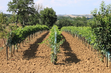 Fototapeta na wymiar Vineyard before harvest