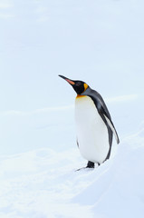 Fototapeta na wymiar キングペンギン
