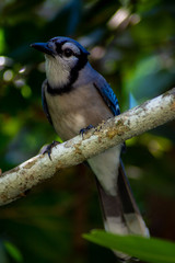 Blue Florida Scrub Jay