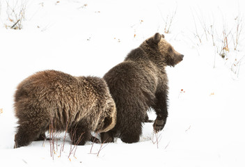 Grizzly bear cubs in the winter © Jillian
