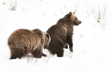 Grizzly bear cubs in the winter © Jillian