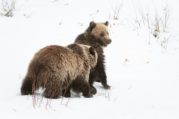 Grizzly bear cubs in the winter © Jillian