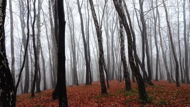 Fog in the forest. Shooting in the fall.
