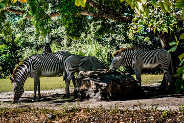 Fototapeta na wymiar Zebras at zoo
