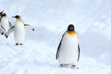 キングペンギン