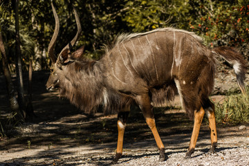 African antelope with horns