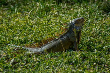 Green iguana in Florida