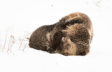 Obraz premium Grizzly bear cubs in the winter