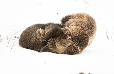 Obraz premium Grizzly bear cubs in the winter