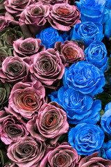Bouquet of black, blue and burgundy roses. vertical photo