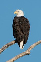 Bald Eagle Perched on Branch