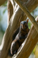 Black Squirrel on a tree branch