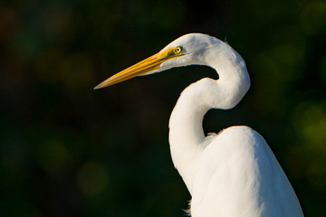 Great Egret Close Up Portrait